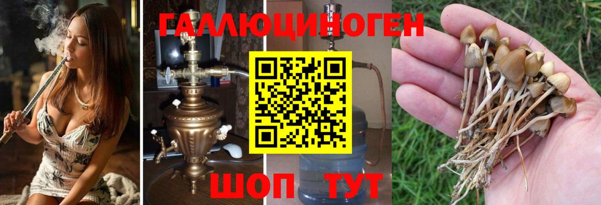 Галлюциногенные грибы GOLDEN TEACHER  Псилоцибиновые грибы Magic Shrooms  Ефремов  Вход с VPN 